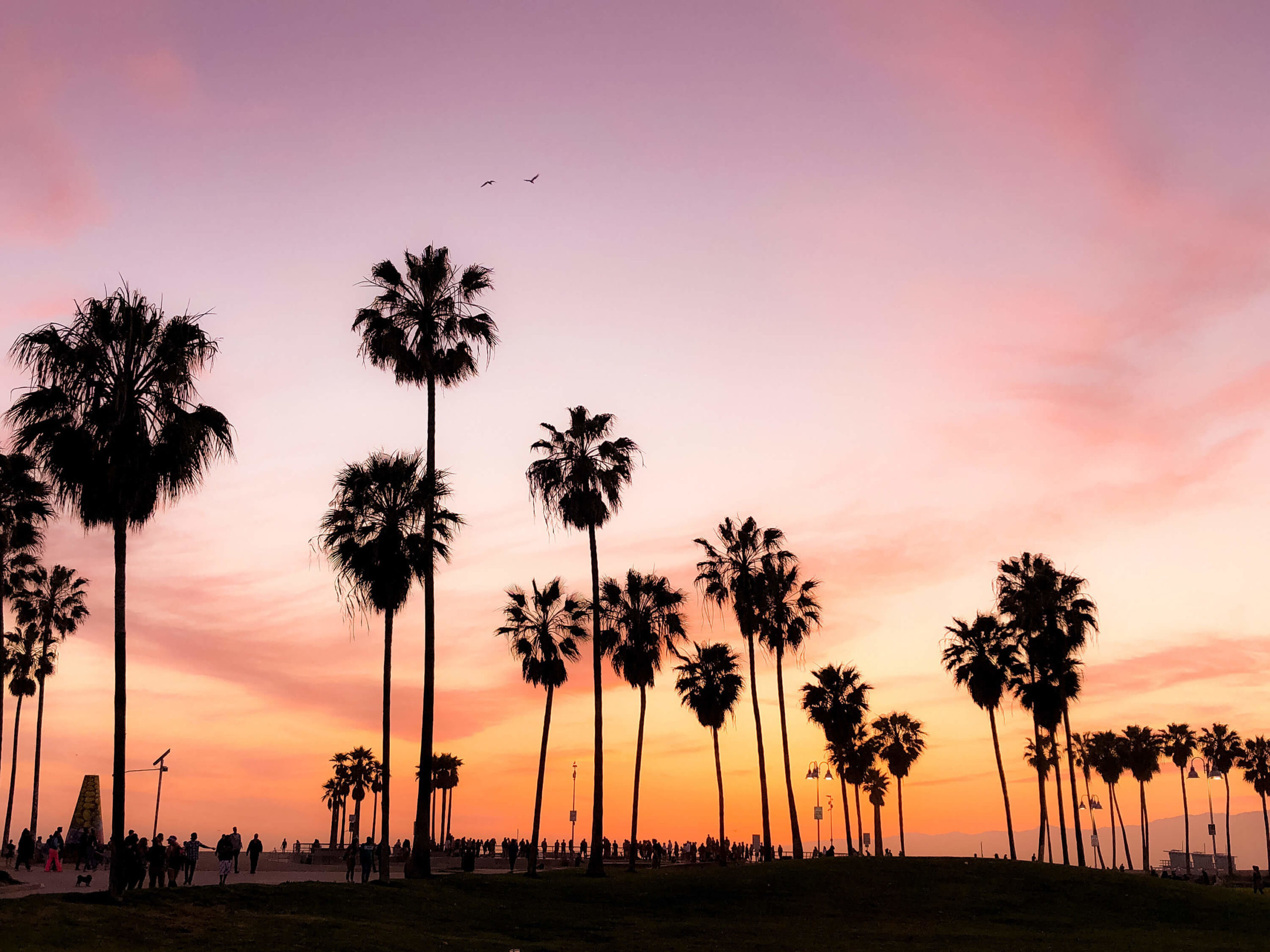 An image taken at sunset of large palm trees in a series at Los Angeles